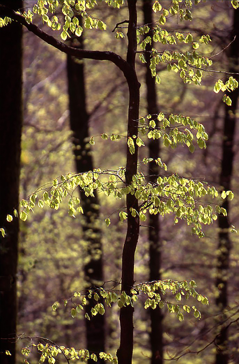Spring Spring Leaves, Bramshaw Wood
